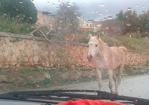 cavallo castelvetrano