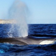 foto balene lampedusa